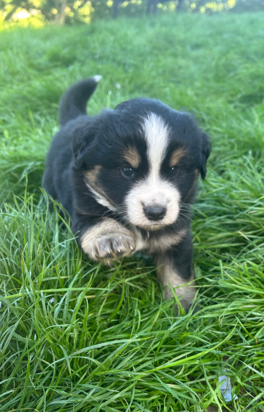 Du Bois Du Halloy - Chiots disponibles - Berger Américain Miniature 